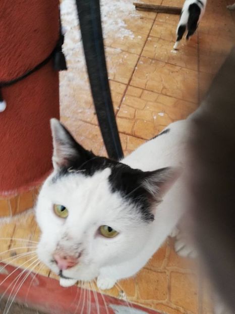  - ANIMĂLUȚELE NOASTRE