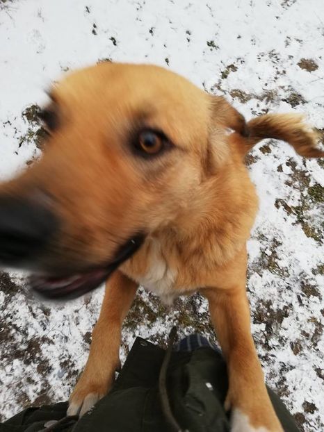  - ANIMĂLUȚELE NOASTRE