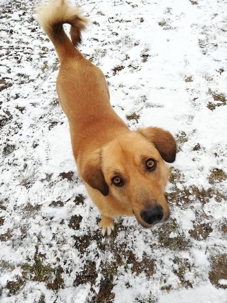  - ANIMĂLUȚELE NOASTRE