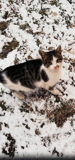  - ANIMĂLUȚELE NOASTRE