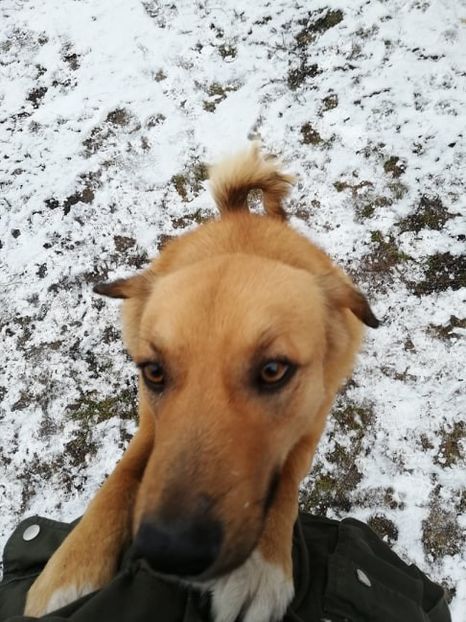  - ANIMĂLUȚELE NOASTRE