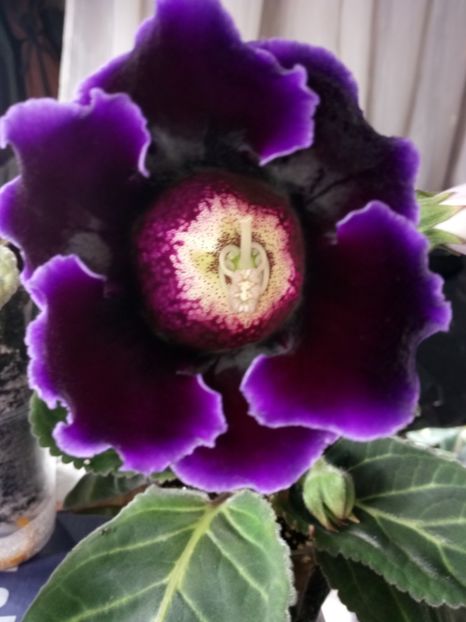 Nr8 - Gloxinii din semințele obținute de mine 2018-2019