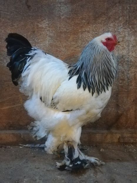  - 4BRAHMA HERMINAT DESCHIS 2019