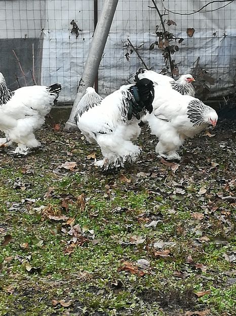  - 4BRAHMA HERMINAT DESCHIS 2019