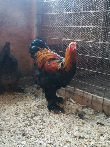  - 5BRAHMA POTARNICHIU 2019