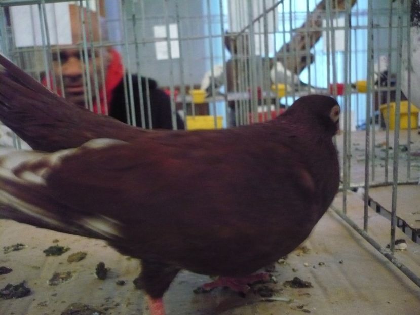  - EXPO TARNAVENI 2019