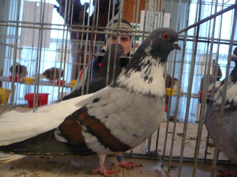 - EXPO TARNAVENI 2019