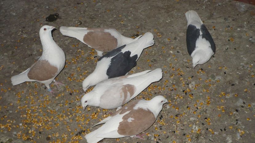 P1390412 - Voiajori listi 2019