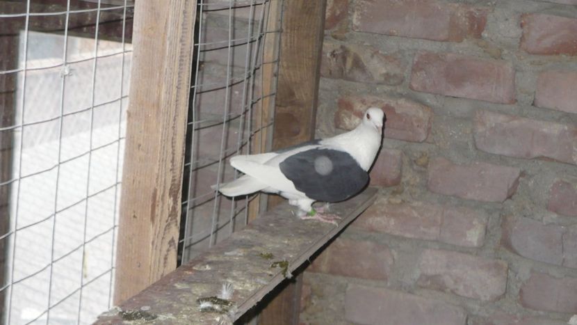 P1390415 - Voiajori listi 2019