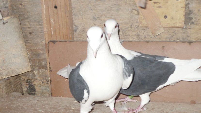 P1390417 - Voiajori listi 2019