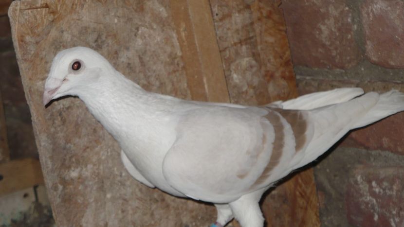 P1390418 - Voiajori listi 2019