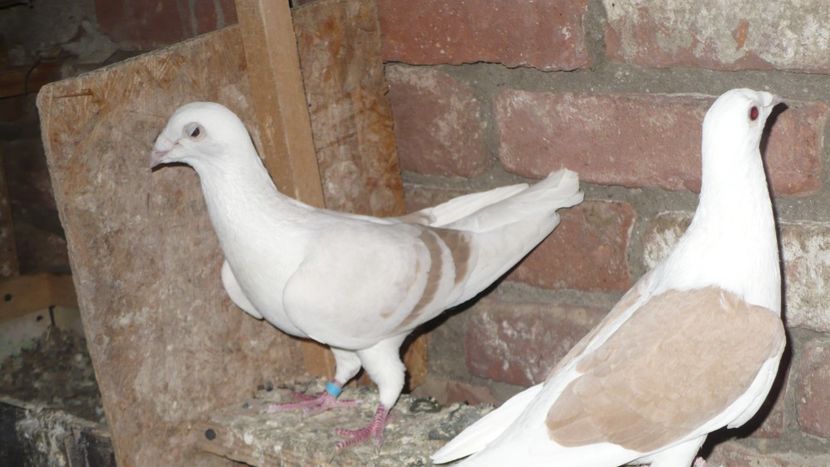 P1390421 - Voiajori listi 2019