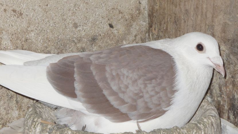 P1390423 - Voiajori listi 2019