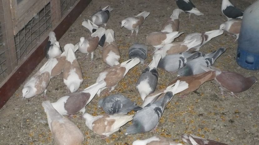 P1390427 - Voiajori listi 2019