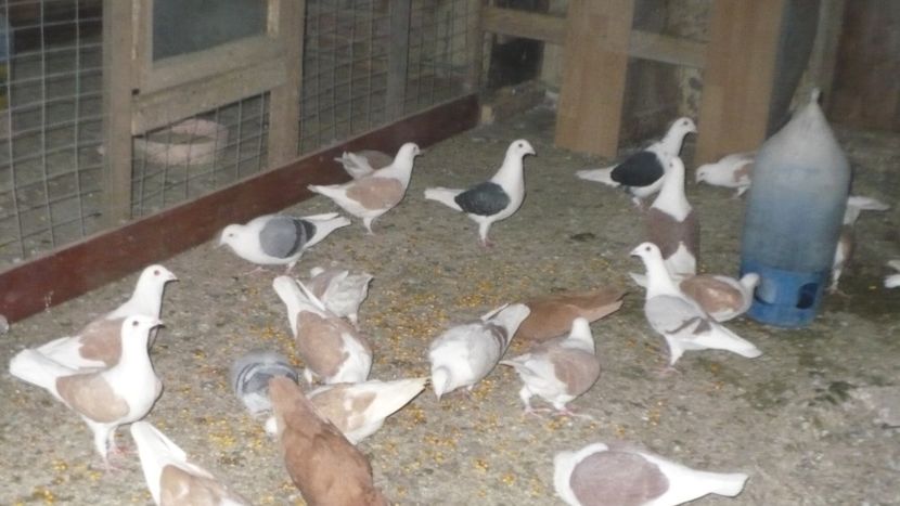 P1390436 - Voiajori listi 2019