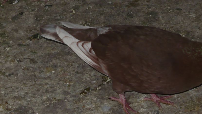 P1390437 - Voiajori listi 2019