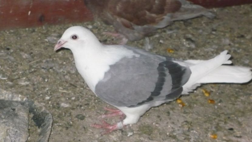 P1390443 - Voiajori listi 2019