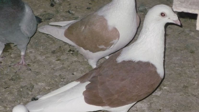 P1390450 - Voiajori listi 2019