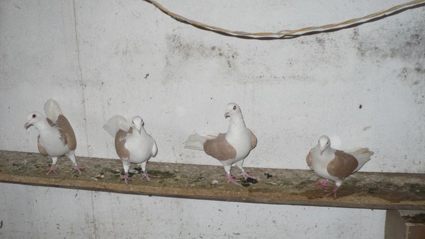 P1390387 - Voiajori listi 2019