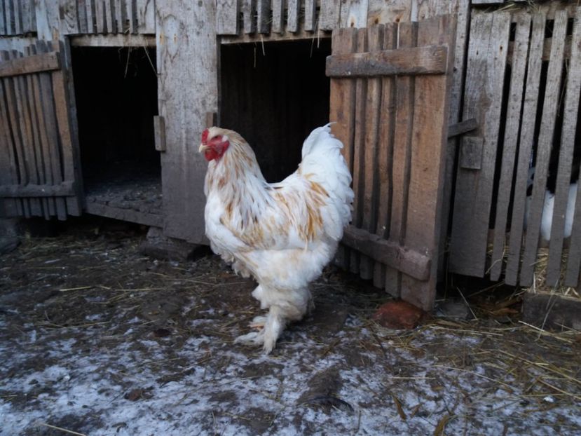 lemon17 - BRAHMA LEMON 2019