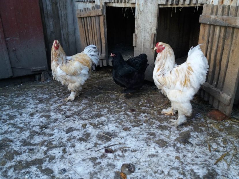 lemon19 - BRAHMA LEMON 2019