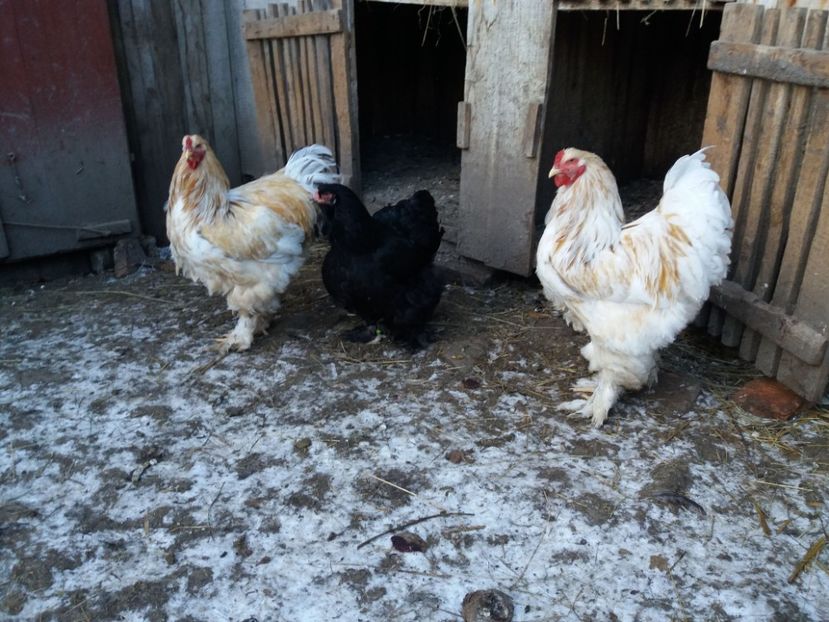 lemon20 - BRAHMA LEMON 2019