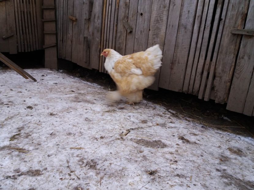 lemon23 - BRAHMA LEMON 2019