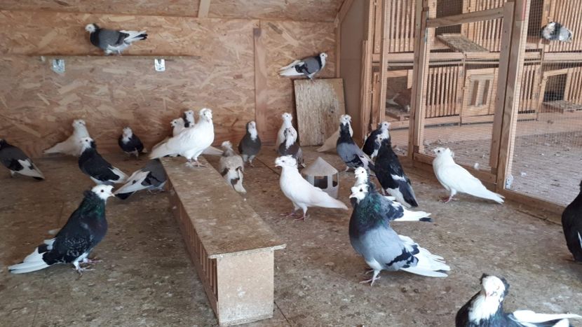 received_340596846687569 - Porumbei urias de salonta