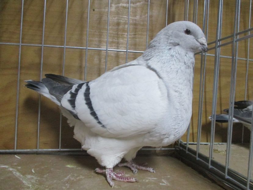 7134-15 - Femele 2019