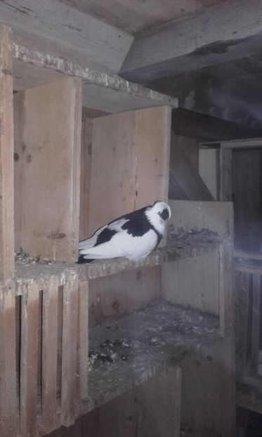  - jucatori de kiskunfelegyhaza