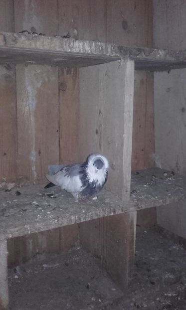  - jucatori de kiskunfelegyhaza