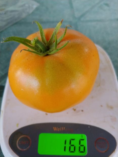 AMANA ORANGE 2018 (19) - AMANA ORANGE