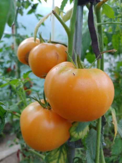 AMANA ORANGE 2018 (21) - AMANA ORANGE