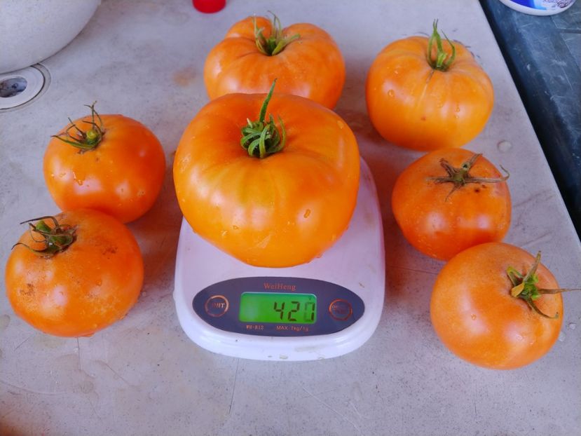 AMANA ORANGE 2018 421 GR (1) - AMANA ORANGE