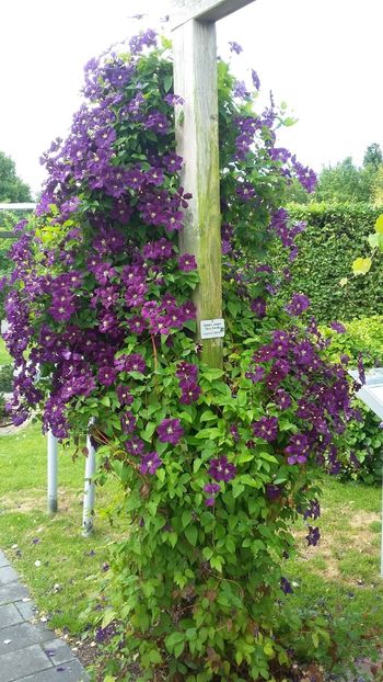  - 2018 Park Der Gaerten - Bad Zwischenahn