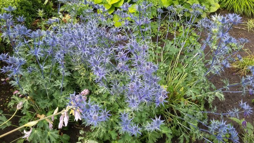  - 2018 Park Der Gaerten - Bad Zwischenahn