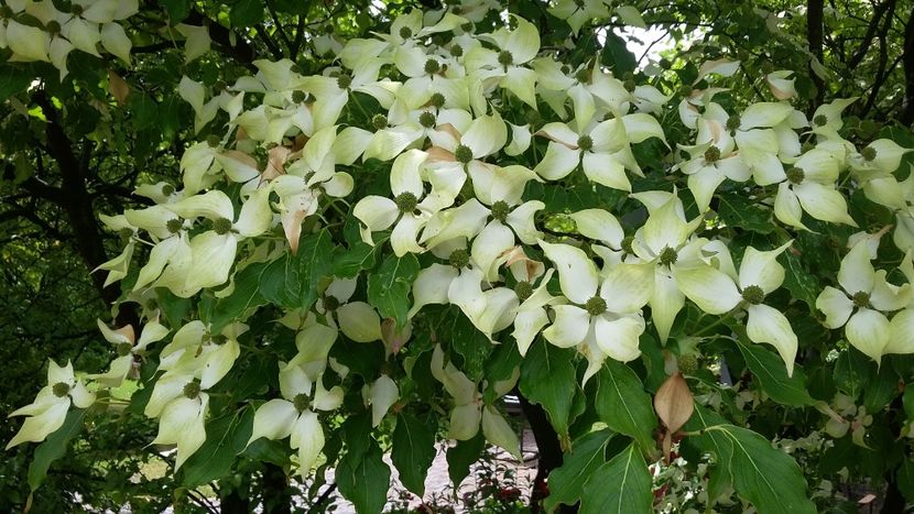  - 2018 Park Der Gaerten - Bad Zwischenahn