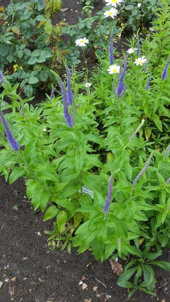  - 2018 Park Der Gaerten - Bad Zwischenahn