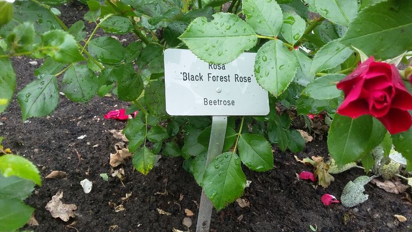  - 2018 Park Der Gaerten - Bad Zwischenahn