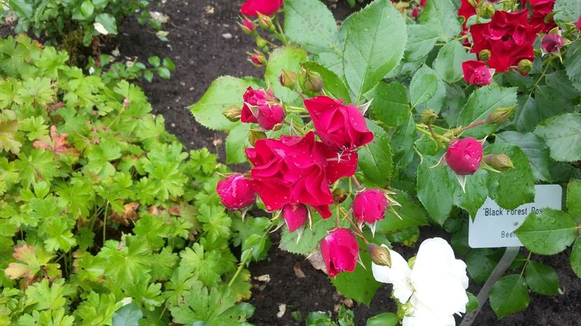  - 2018 Park Der Gaerten - Bad Zwischenahn