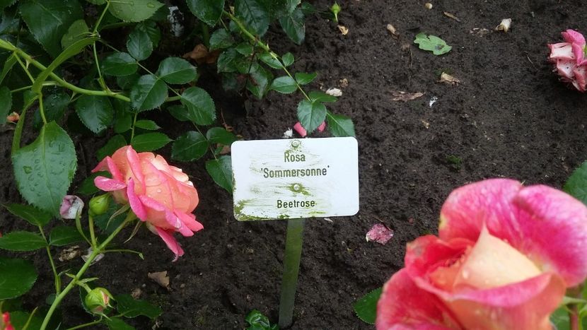  - 2018 Park Der Gaerten - Bad Zwischenahn