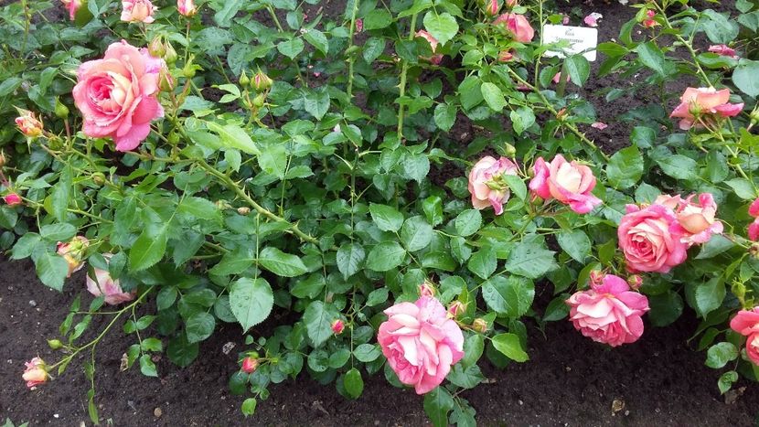  - 2018 Park Der Gaerten - Bad Zwischenahn