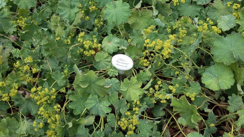  - 2018 Park Der Gaerten - Bad Zwischenahn