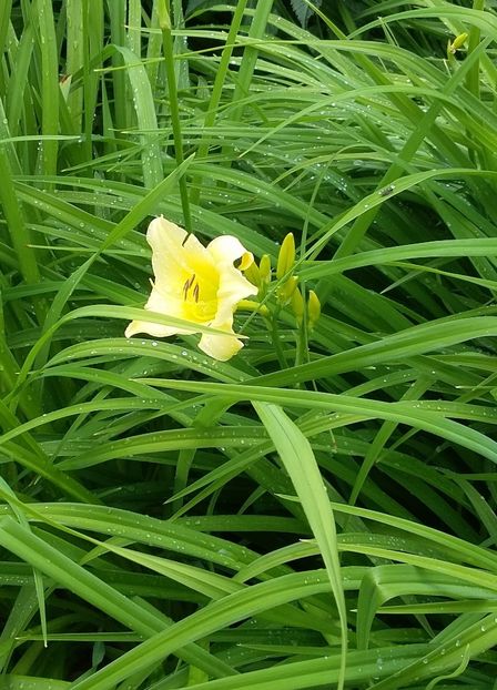 - 2018 Park Der Gaerten - Bad Zwischenahn