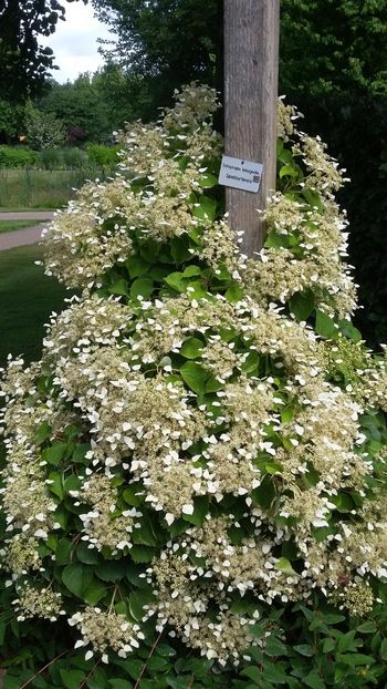  - 2018 Park Der Gaerten - Bad Zwischenahn