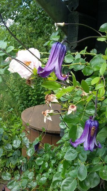  - 2018 Park Der Gaerten - Bad Zwischenahn