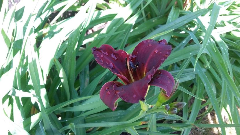  - 2018 Park Der Gaerten - Bad Zwischenahn