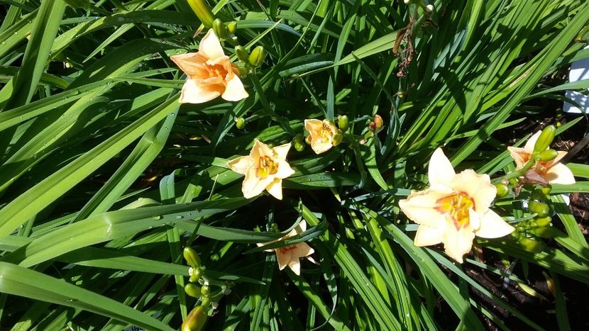  - 2018 Park Der Gaerten - Bad Zwischenahn