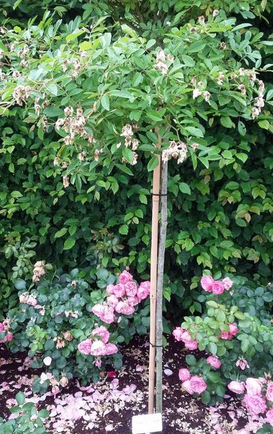  - 2018 Park Der Gaerten - Bad Zwischenahn