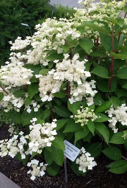  - 2018 Park Der Gaerten - Bad Zwischenahn